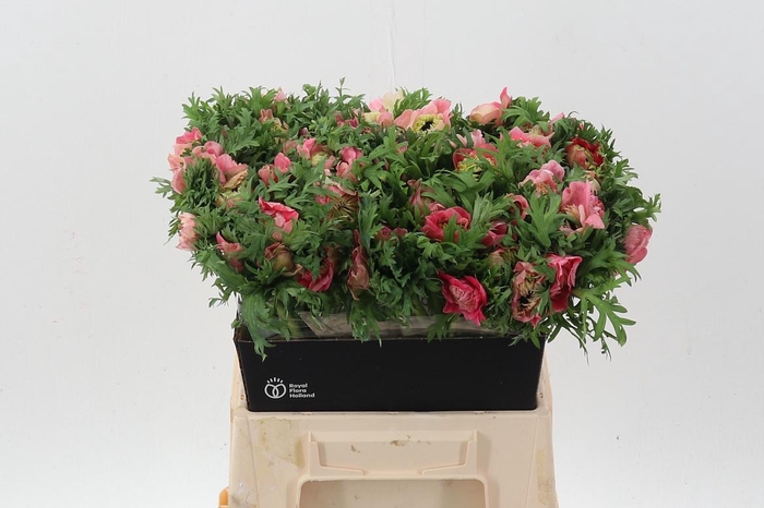 <h4>Anem Levante Rossa Chiaro</h4>