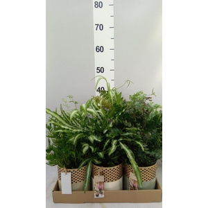 Ferns   ...mix