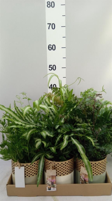<h4>Ferns   ...mix</h4>