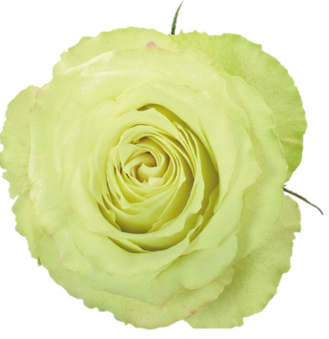 <h4>R Gr Lemonade Green 40cm EC</h4>