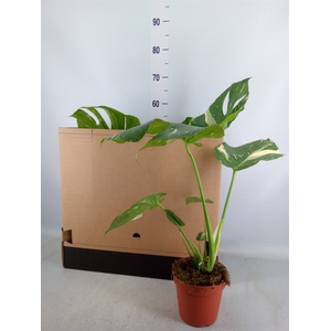 Monstera delic. 'Thai Constellatio'