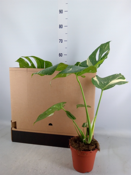 <h4>Monstera delic. 'Thai Constellatio'</h4>