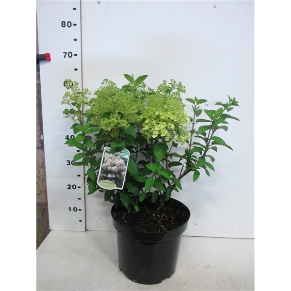 <h4>Hydrangea pan. Bobo 25-30 P26</h4>