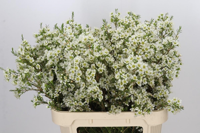 <h4>Chamelaucium Ivory Pearl</h4>