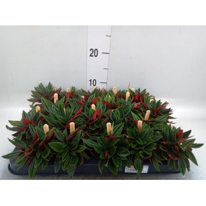 Peperomia caperata 'Rosso'