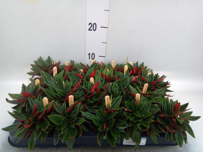<h4>Peperomia caperata 'Rosso'</h4>