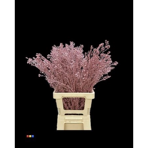 Waxflower Metallic Pink