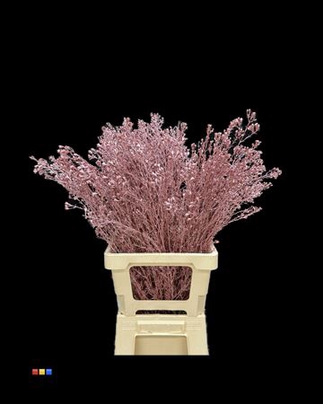 Waxflower Metallic Pink