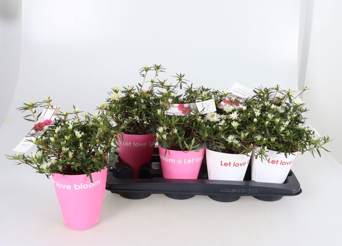 <h4>RHODO SI KINKU SAKU</h4>