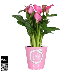 Zantedeschia Zazu Calla roze in MoreLIPS® potcover