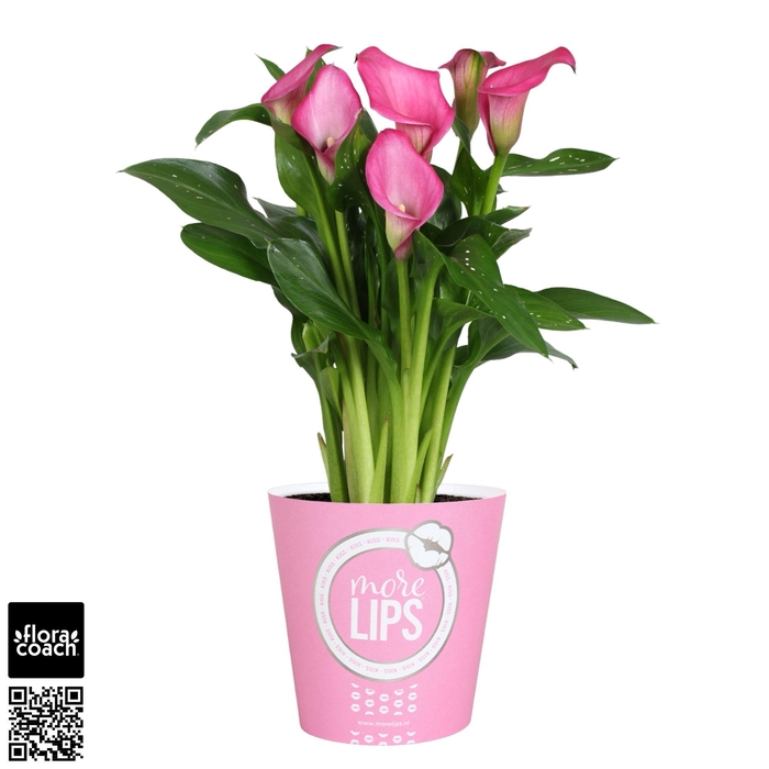 <h4>Zantedeschia Zazu Calla roze in MoreLIPS® potcover</h4>