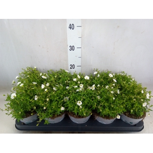 Arenaria montana