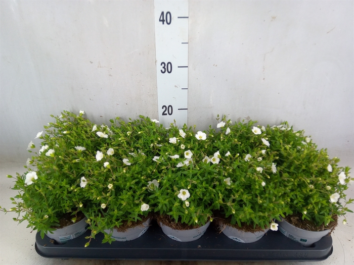<h4>Arenaria montana</h4>