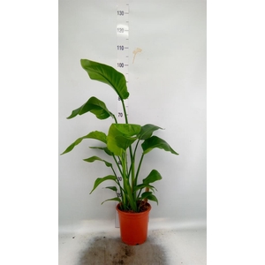 Strelitzia nicolai