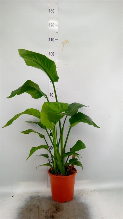 <h4>Strelitzia nicolai</h4>