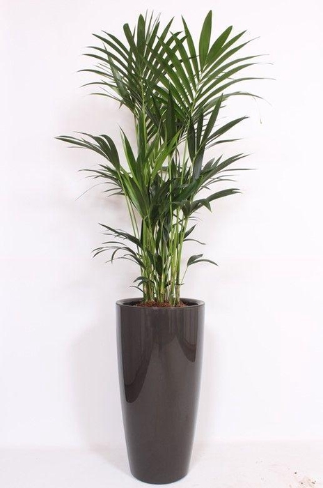 <h4>Howea Forsteriana in Santorini pot "antraciet"</h4>