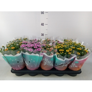 Chrysanthemum  'Jellyfish'   ...mix