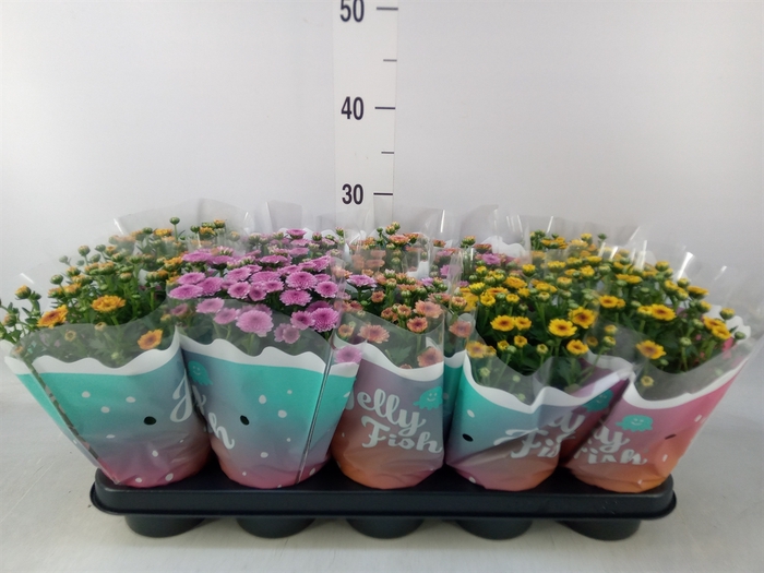 <h4>Chrysanthemum  'Jellyfish'   ...mix</h4>