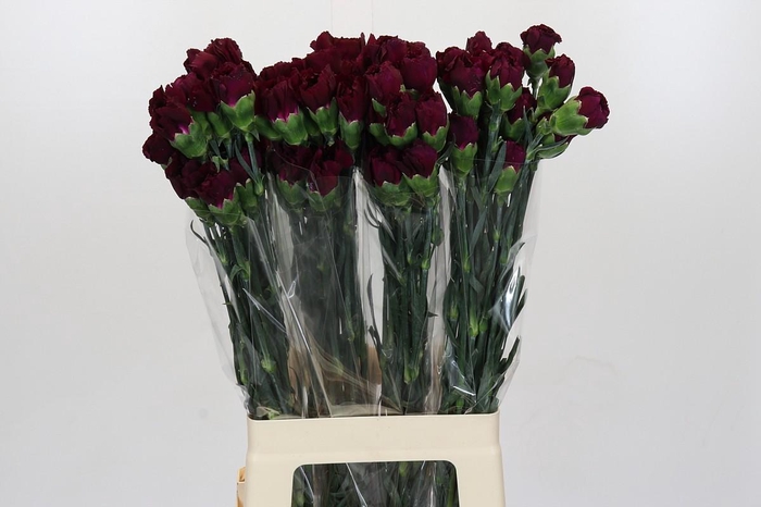 <h4>Dianthus St Purple Damascus</h4>