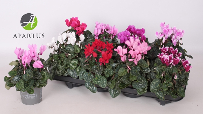 <h4>CYCL KL SUP CARINO</h4>