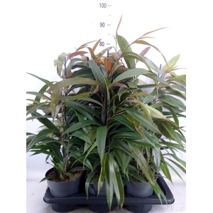 Ficus binn. 'Amstel King'