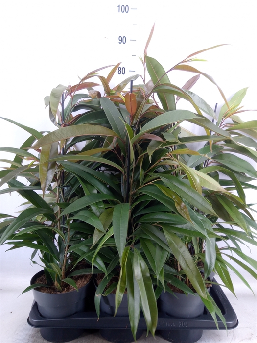 <h4>Ficus binn. 'Amstel King'</h4>