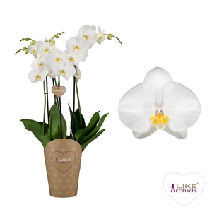 Phalaenopsis Anthura Oxford