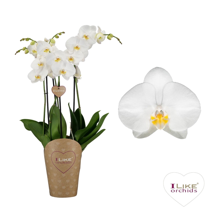 <h4>Phalaenopsis Anthura Oxford</h4>