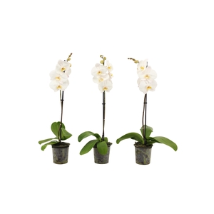 Phal Wit 1T9+