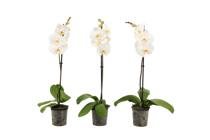 <h4>Phal Wit 1T9+</h4>