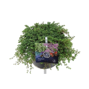 Thymus praecox Coccineus