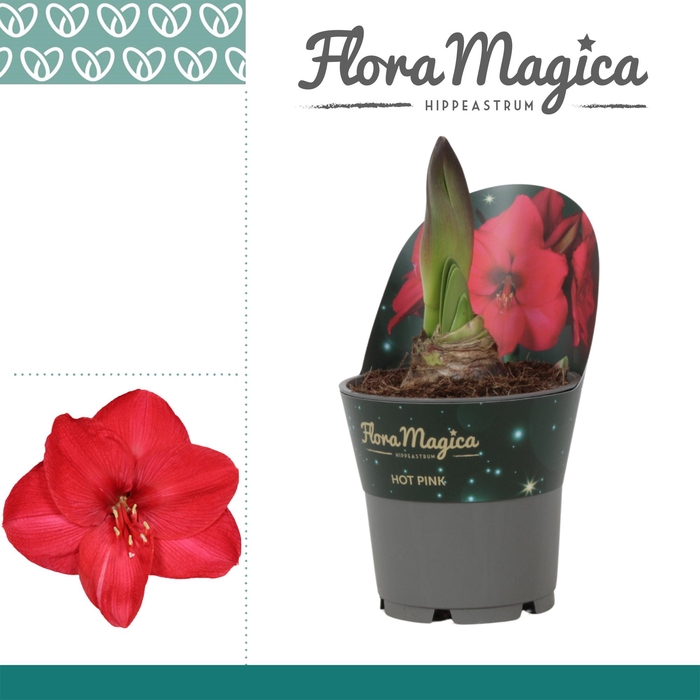 <h4>Amaryllis Hot Pink in Potkraag</h4>