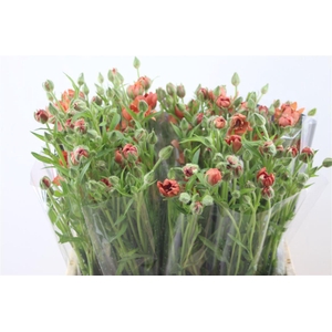 Ran. Moderna Energia