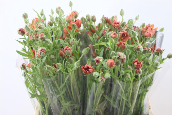 <h4>Ran. Moderna Energia</h4>