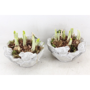 arr4 Narcis JS - Vogelschaal rond x4