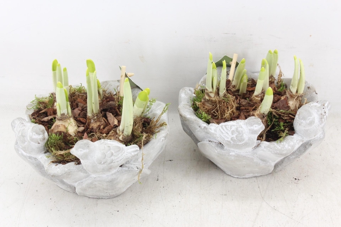 <h4>arr4 Narcis JS - Vogelschaal rond x4</h4>