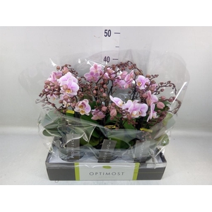 Phalaenopsis multi.   ...