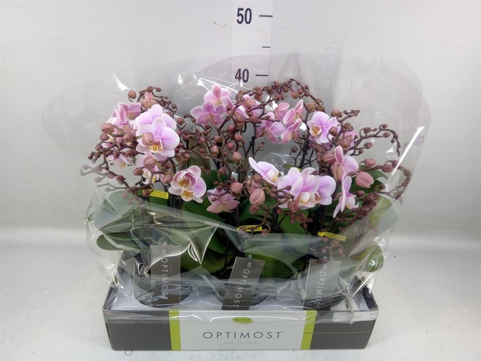 <h4>Phalaenopsis multi.   ...</h4>