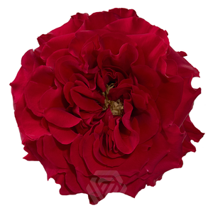 R GR MAYRA HOT PINK