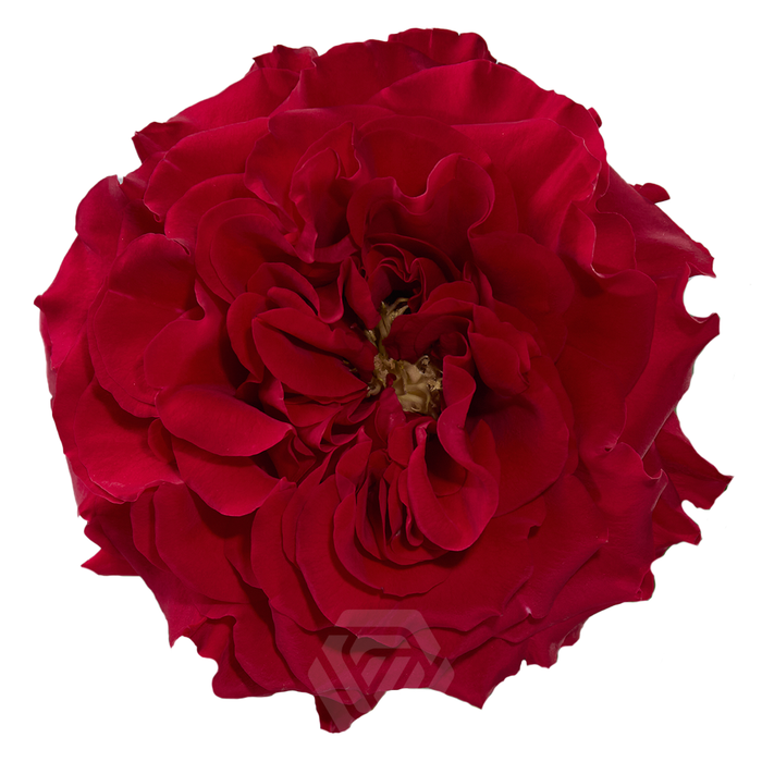 <h4>R GR MAYRA HOT PINK</h4>