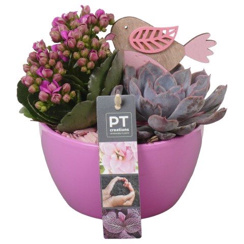 PTIB7403 Arrangementen kamerplanten