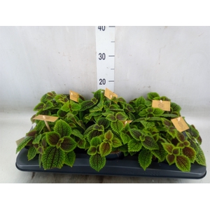 Pilea alumi