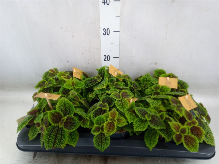 <h4>Pilea alumi</h4>