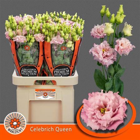 <h4>Eustoma russellianum a fleur double 'Celebrich Queen'</h4>