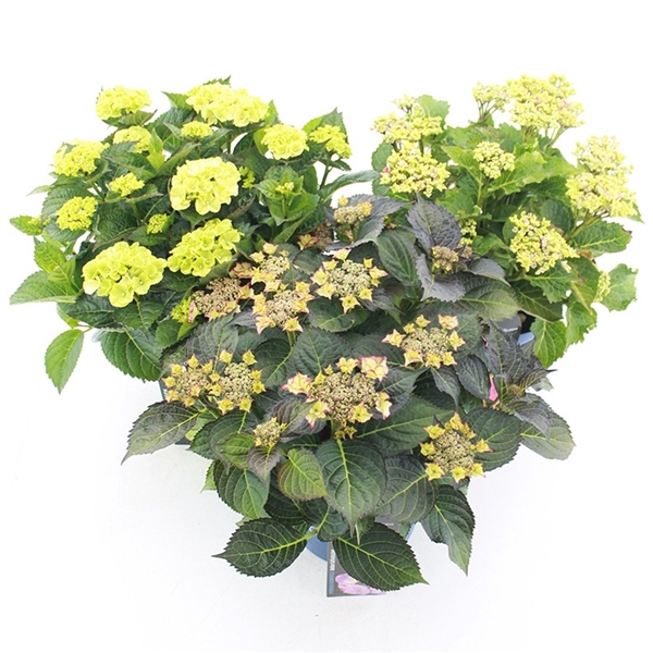 <h4>Hydrangea macr. Royalty Collection® MIX C5 (23cm.) Kn.</h4>