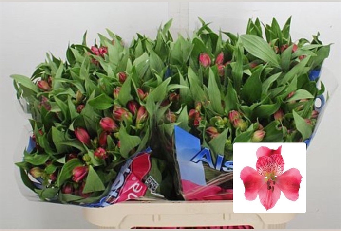 <h4>Alstroemeria  'Rome'</h4>