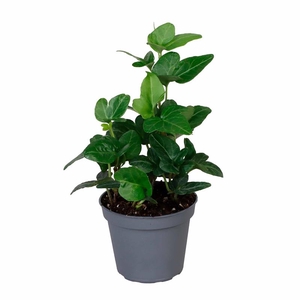 HEDERA HELIX P6 GROEN