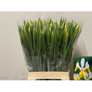 IRIS APOLLO