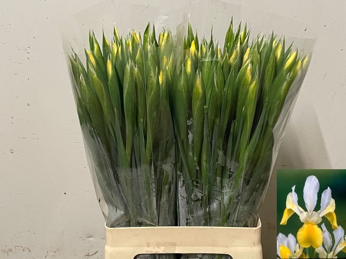 <h4>IRIS APOLLO</h4>