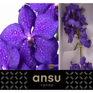 Vanda Ni Royal Blue